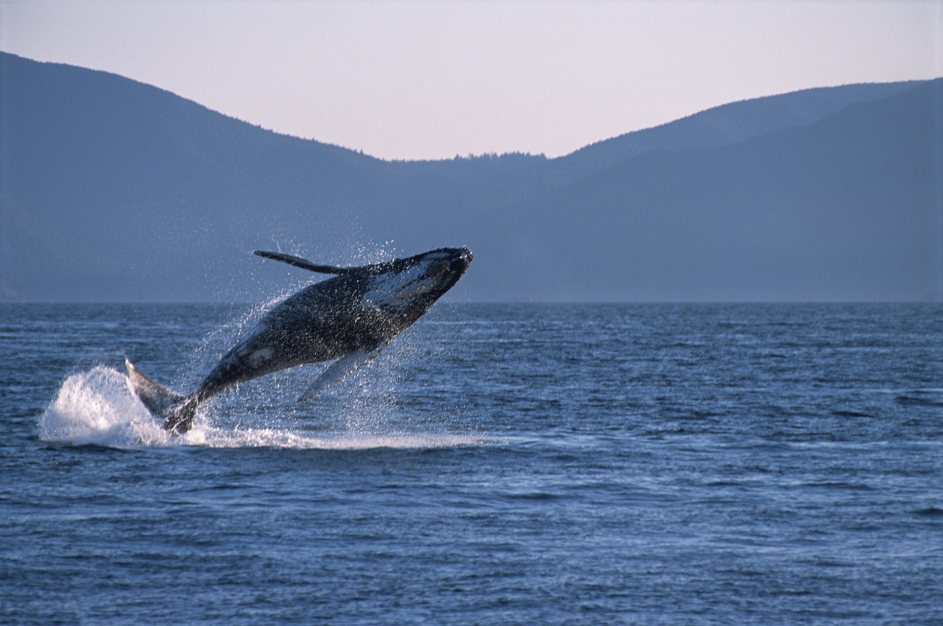 Breaching Humpback Whale, Canada