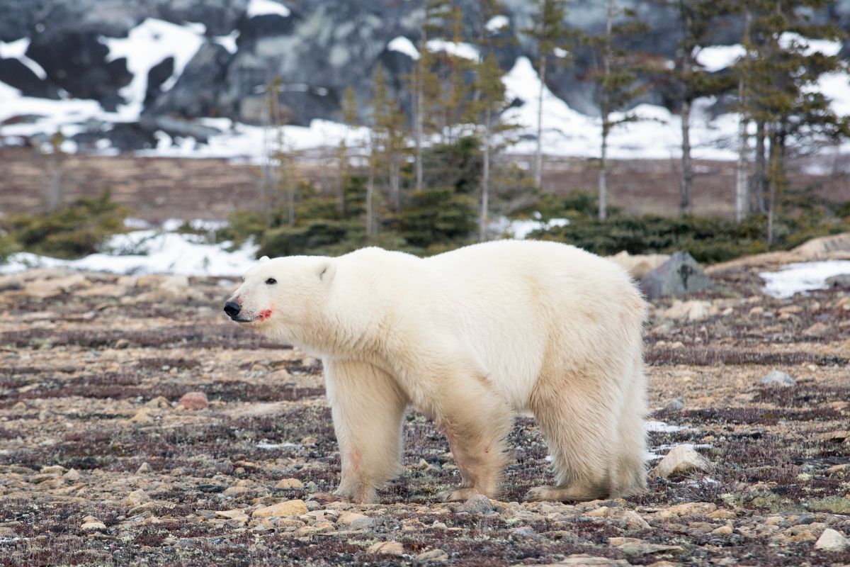 A polar bear walks across the Tundra